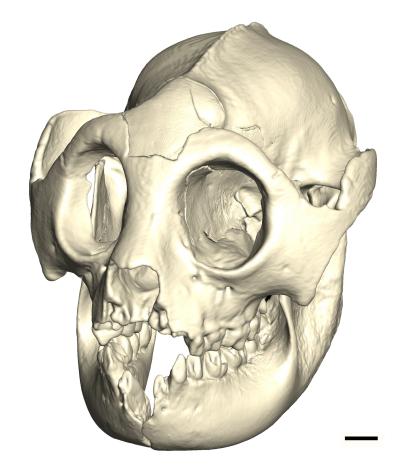 An extinct face. The reconstructed skull of Hadropithecus in three-quarters view. The scale bar is 10 mm. Credit: Timothy Ryan, Penn State University