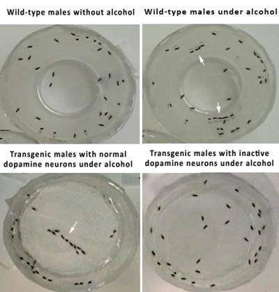 The wild-type male flies in the absence (left) or presence (right) of ethanol vapor in the Flypub experimental chamber. 
