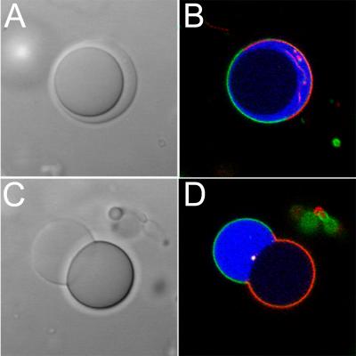 Credit: Christine Keating, Penn State  The model cell developed in the lab of Christine D. Keating at Penn State uses as the cytoplasm a solution of two different polymers, PEG and dextran (Panel A). The image in Panel B is the image in Panel A highlighted with fluorescent dyes.