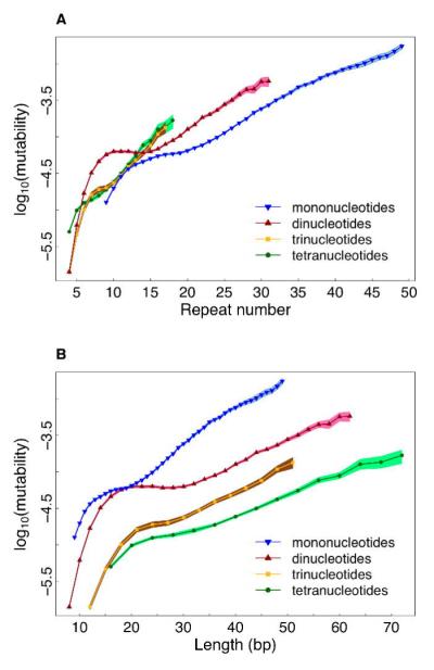 Credit: Makova laboratory, Penn State  Dependence of microsatellite mutability on (A) repeat number and (B) length.
