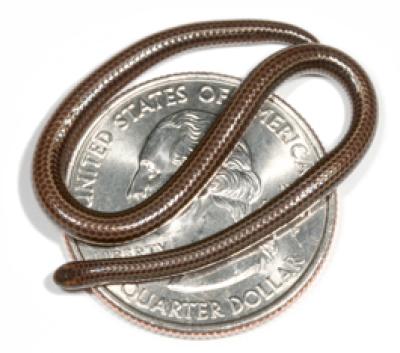 The snake named Leptotyphlops carlae, as thin as a spaghetti noodle, is resting on a U. S. quarter.  Credit: Blair Hedges, Penn State