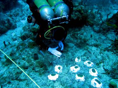 Scientists are conducting an experiment to determine why some species of coral survive transplanting after a disturbance, such as a storm, while other species die.