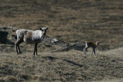 Credit: Eric Post, Penn State  Fewer caribou calves are being born and more of them are dying in West Greenland as a result of a warming climate.
