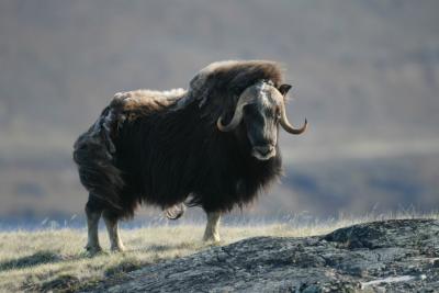 Credit: Eric Post, Penn State  Post and Pederson believe that grazing by muskoxen, such as the one in the photograph, and caribou may reduce the carbon-mitigating benefit of plants in the Arctic.