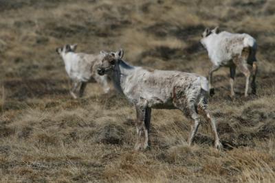 Credit: Eric Post, Penn State  Plant-eating animals like caribou in highly seasonal environments like the Arctic face two climate-related challenges in locating nutritious food. Not only are these animals arriving at their breeding grounds after the plants there have passed their peak nutritional value, but these animals now are less able to find good food by moving their calves to other locations where, prior to global warming, plants had been available later in the season.