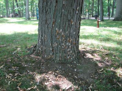 Credit: Katriona Shea, Penn State  Gypsy moth mothers lay their eggs on a tree. Once the young caterpillars are born, they will munch on the tree's leaves and may persist until the entire tree is defoliated.