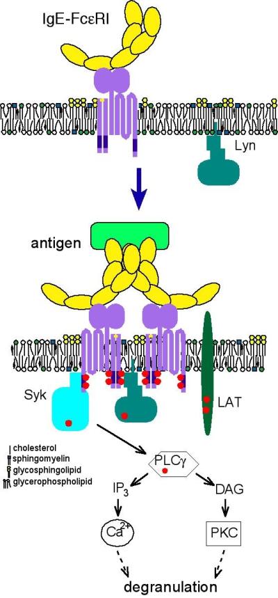 Image courtesy of Erin Sheets, Penn State  Illustration of antigen-mediated cross-linking of IgE receptors on the cell membrane and their translocation into cholesterol-rich lipid domains.