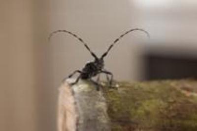 Credit: Joshua Peter Kaffer The Asian longhorned beetle's ability to feed on wood may shed light on novel mechanisms for breaking down lignin, possibly for the biofuel industry.