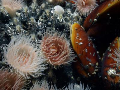Certain mussels and anemones can live near hydrothermal vents. Credit: Charles Fisher, Penn State