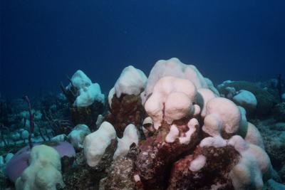 This image was taken in October 2005 during the 2005 coral-bleaching event in the Caribbean. The white corals have lost their symbiotic algae and appear "bleached." Credit: Todd LaJeunesse, Penn State