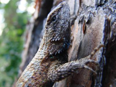 Fence lizards rely on camouflage to avoid being eaten. (Credit: Tracy Langkilde, Penn State)