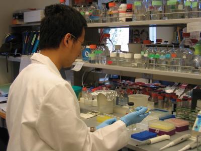 Samples of mouse RNA are being prepared for analysis by Xinwei Han, a Penn State graduate student in biology and an author of the research paper. Credit: Christina Manbeck, Penn State