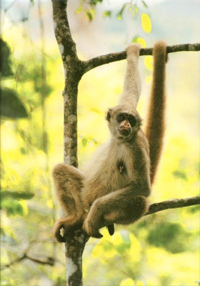 Critically endangered northern muriqui, Brachtyeles hypoxanthus, at the RPPN Feliciano Miguel Abdala, MG, Brazil. Credit: Carla B. Possamai, provided by K.B. Strier