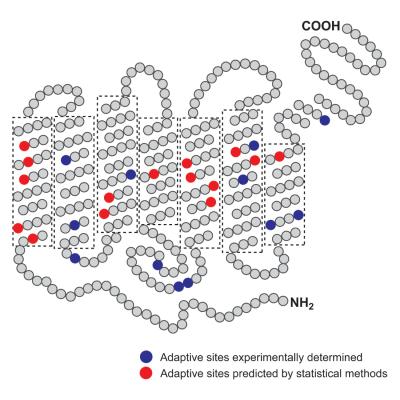 The image depicts the structure of the bovine rhodopsin protein. The blue circles represent amino acid sites that have undergone natural selection as determined through experiments, while the red circles represent amino acid sites that have undergone natural selection as determined through statistical analyses. Credit: Masafumi Nozawa, Penn State (Adapted from Yokoyama et al. 2008 PNAS)