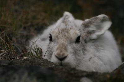 Eric Post, Penn State Arctic Hare on leverets in Greenland (2008-2009)