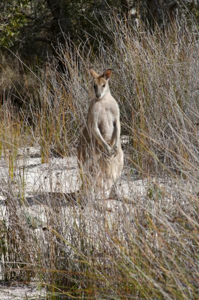 A wallaby is a marsupial.  Credit: Anton Nekrutenko, Penn State