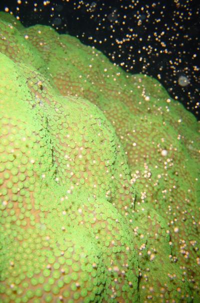 Credit: Iliana Baums laboratory, Penn State