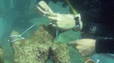 Iliana Baums and her research collaborators observe and take samples of coral during their underwater research work.