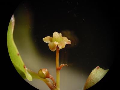 Flower of the Amborella plant
