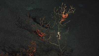 A portion of one of the impacted corals and two attached brittle starfish. Credit: Lophelia II 2010, NOAA OER, and BOEMRE, copyright WHOI.