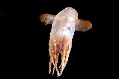‘New’ Dumbo (Grimpoteuthis sp.) Photo courtesy of David Shale.