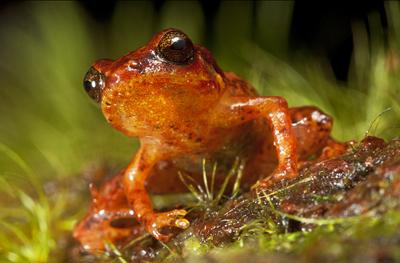 Critically endangered Haitian frogs recently rescued for captive breeding and cryobanking as insurance against their extinction in the wild. © 2010 Claudio Contreras