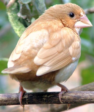 Image courtesy of Wikimedia Commons and Keven Law