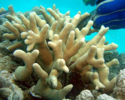 A colony of Porites profundus.  The branches of Porites colonies, like the one in the photo, provide habitat for numerous species of small reef fish. Credit: Todd LaJeunesse, Penn State