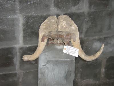 The photo depicts an ancient musk ox skull located at the Ice Age Museum in the Taymyr Peninsula of Siberia.  The researchers used ancient musk ox bones, like the one in the photo, to test for human impacts on musk ox populations.
