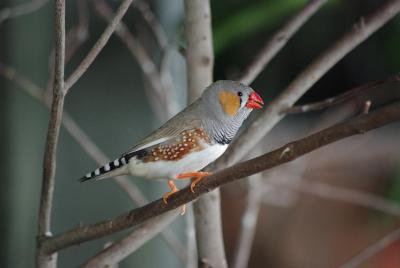 Adult zebra finch. Credit: Alfonso Jr. via Wikimedia Commons.