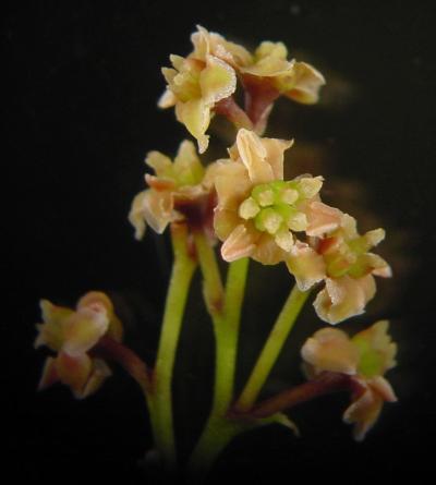 Amborella trichopoda, a flowering plant. Amborella trichopoda is a basal angiosperm and the earliest surviving branch of the angiosperm tree of life. This plant was included in the Ancestral Angiosperm Genome Project. Credit: Sangtae Kim