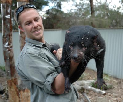 Zoo keeper and breeder Tim Faulkner holds a Tasmanian devil -- an endangered marsupial found in the wild in the Australian island-state of Tasmania. Credit: Stephan C. Schuster, Penn State