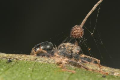 A dead carpenter ant attached to leaf in the understory of a Thai forest. Before killing the ant, the fungus growing from ant's head changed the ant's behavior, causing it to bite into the leaf vein. Credit: David Hughes, Penn State University