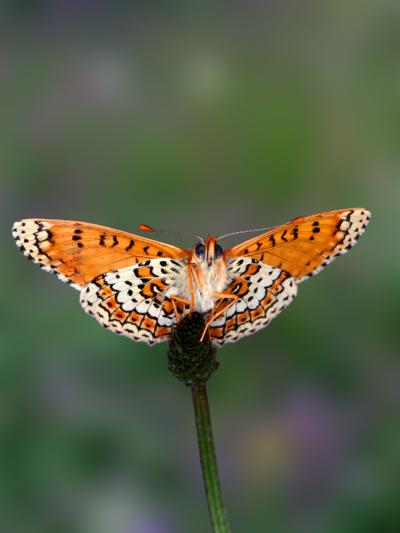 A Glanville fritillary butterfly. Credit: James Marden, Penn State
