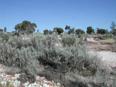 "We need to adapt current crops to higher temperatures and less water and we need to domesticate plants that have evolved to grow at high temperatures and in salty soils," says Fedoroff. Credit: Cgoodwin, via Wikimedia Commons