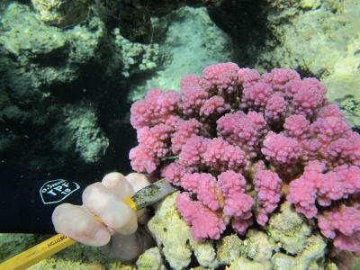 Sampling a branch from a pink colony of Pocillopora coral.