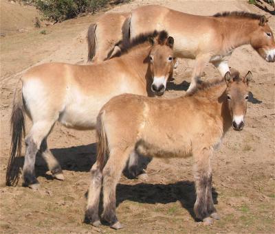 Kateryna Makova and her team studied DNA from the endangered Przewalski's horse, which has ancient origins. Credit: Makova lab, Penn State University