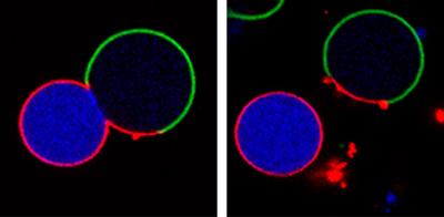 Asymmetric division of a primitive model cell composed of a lipid membrane that encapsulates a polymer solution.