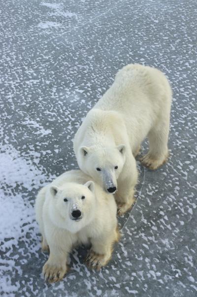 Beth Shapiro's research team concluded that all living polar bears trace their maternal ancestor to a brown bear that lived near present-day Britain and Ireland just prior to the last ice age. Credit: Daniel J. Cox/NaturalExposures.com