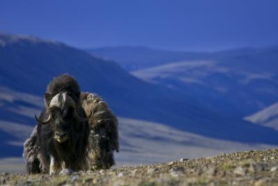 The musk ox is one of the species studied by Beth Shapiro and her team. Credit: Beth Shapiro lab, Penn State
