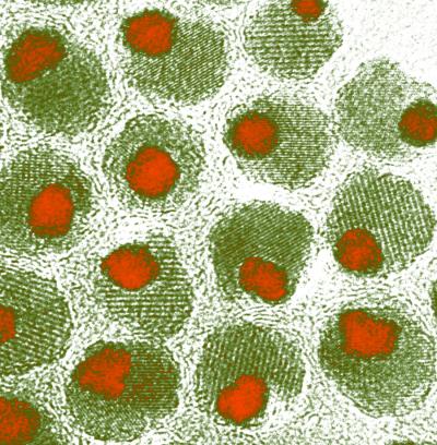 "Nano-olives" are made up of an iron oxide "olive" with an iron and platinum "pimento." Together the components make a highly magnetic particle structure, which may one day be useful for data storage in computers. Credit: The Schaak/Williams research groups, Penn State.
