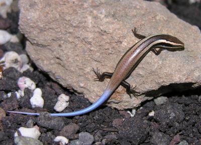 An Anguilla Bank skink. Blair Hedges and his team have discovered and scientifically named 24 new species of lizards known as skinks. Credit: Karl Questel