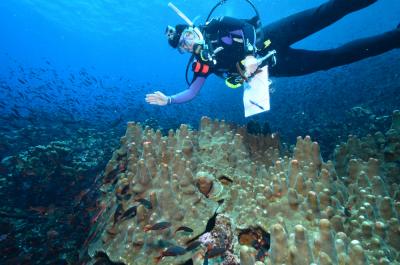 scuba diver checking out coral reef