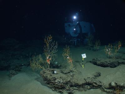 The Deep Submergence Vehicle Alvin is shown working at the coral site found to be impacted by the oil spill from the Macondo well in the Gulf of Mexico.  Credit: Image courtesy of Chuck Fisher of Penn State University and Timothy Shank of WHOI; deep-sea time-lapse camera system provided by WHOI-MISO