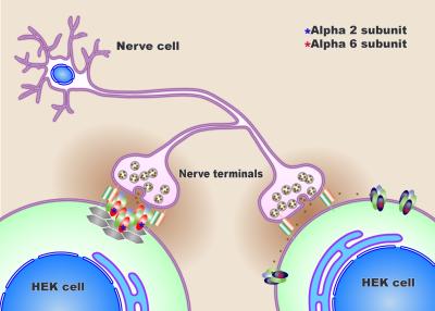 Model synapses revealed that, when a GABA-A receptor had Alpha 2 subunits, the receptor tended move toward and form at the synaptic region. However, when a GABA-A receptor had Alpha 6 subunits, the receptor tended to move toward the extrasynaptic region. Credit: Gong Chen lab, Penn State