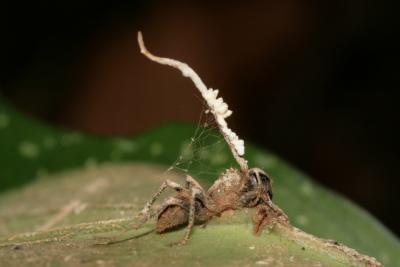 A dead ant covered in mold-like spores on a leaf