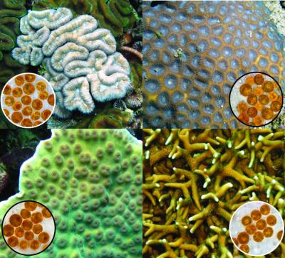 Four examples of Symbiodinum among corals. Credit: Todd LaJeunesse, Penn State.