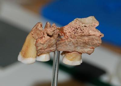 Maxilla from Kent's Cavern