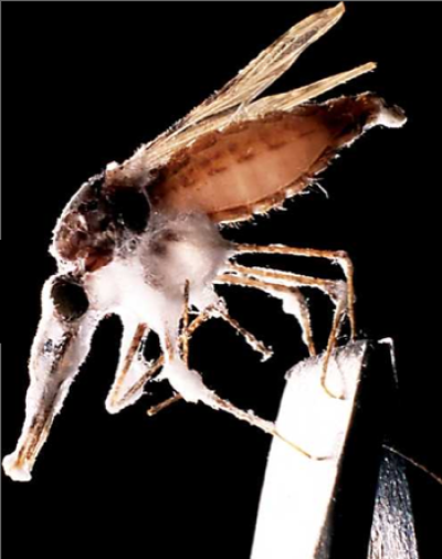 As mosquitoes become more resistant to insecticides, Read and Thomas are working to develop a fungus to kill mosquitoes in an effort to contain the spread of malaria among humans. Credit: Hugh Sturrock