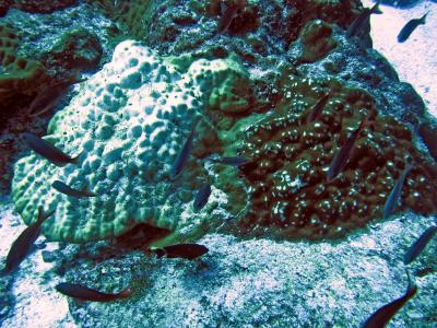 Two corals (Porites sp.) growing side by side.The left colony is bleached: it appears white. During bleaching the partnership between symbiotic algae that live inside the coral cells and the coral host breaks down giving the coral a white appearance. The colony on the right is still green/brown and has a healthy population of symbionts living in its tissue. Photo credit: Iliana Baums, Penn State University.